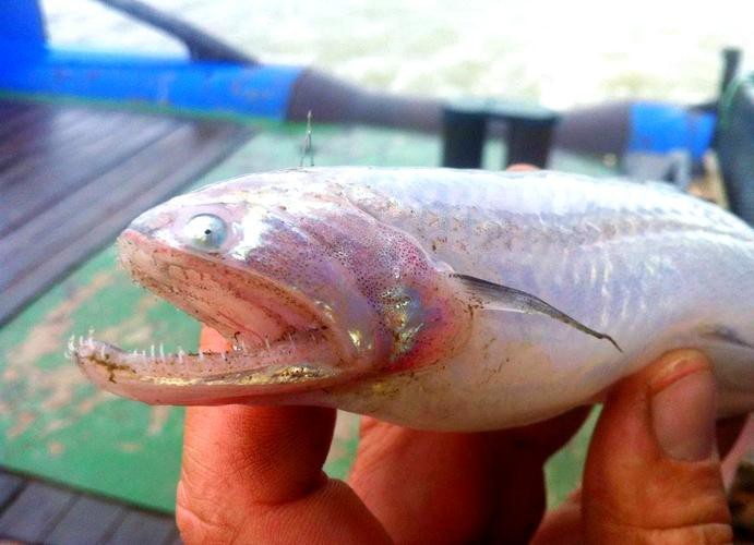 給我一些龍頭魚的圖片