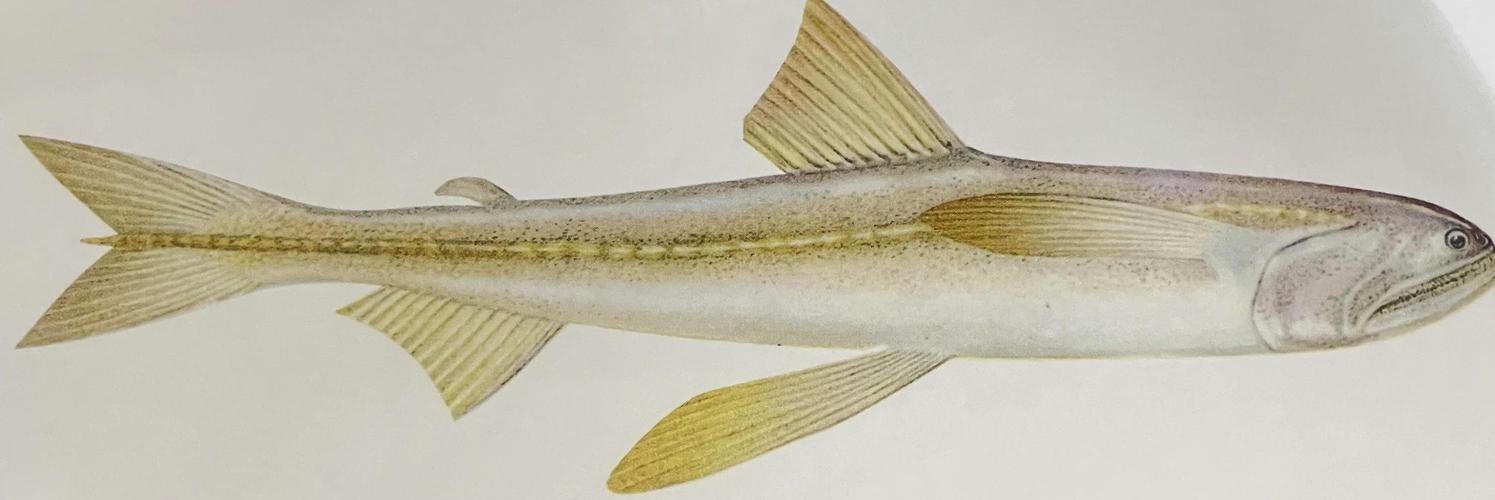 給我一些龍頭魚的圖片