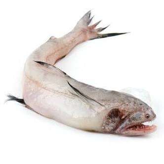 給我一些龍頭魚的圖片