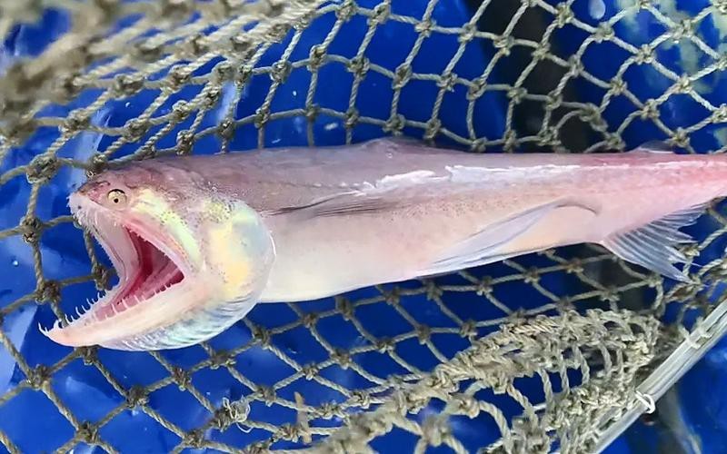 給我一些龍頭魚的圖片
