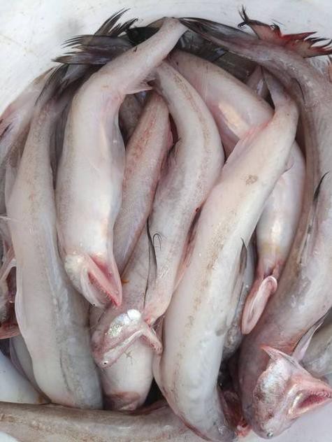 給我一些龍頭魚的圖片