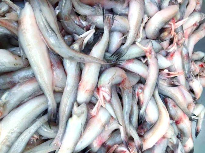 給我一些龍頭魚的圖片