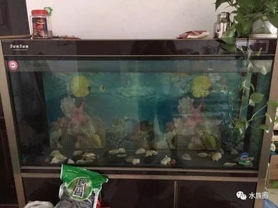 死了一條魚魚缸需要換水嗎，如何預(yù)防魚缸缺氧魚缸換水的最佳時機魚缸過濾器的選擇技巧