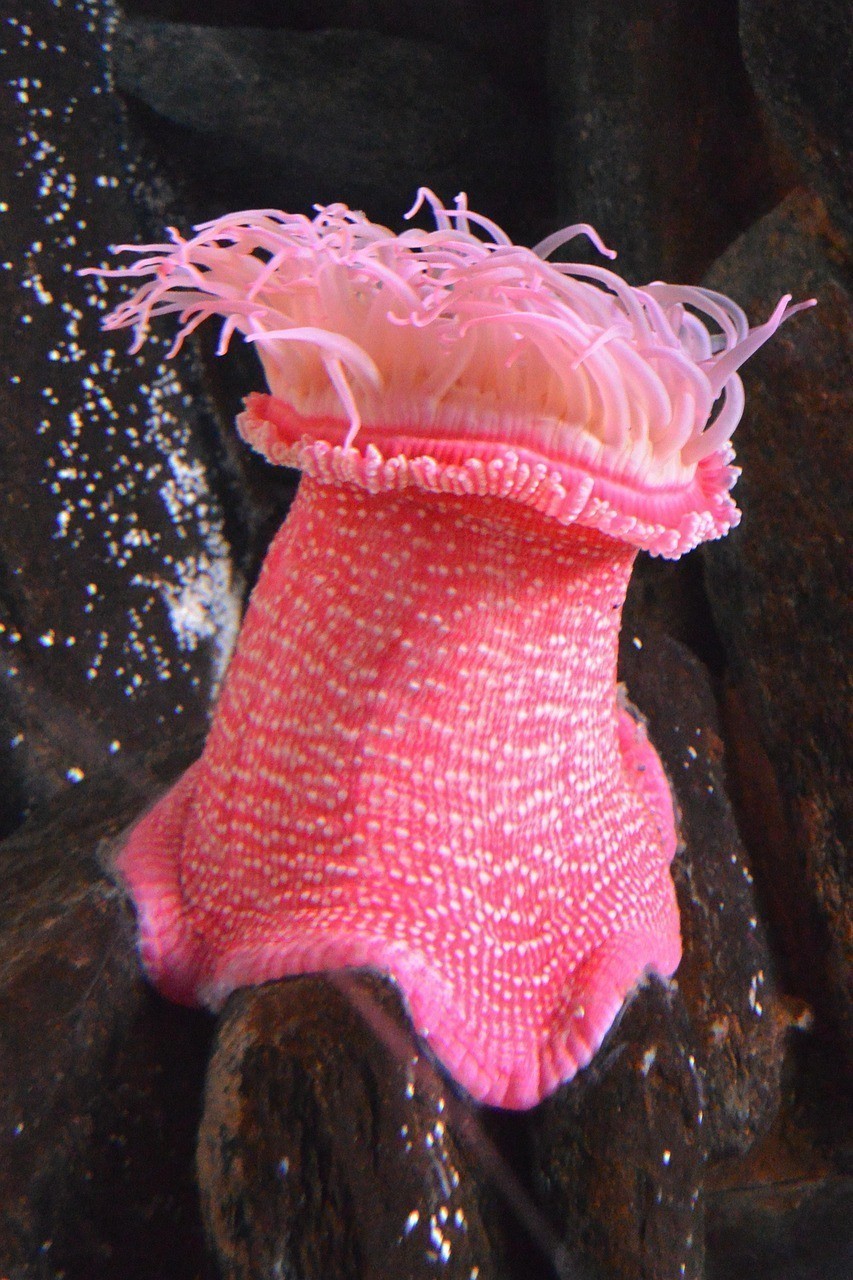 水族資料