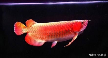 一條龍魚一個月開銷（養(yǎng)龍魚一個月的費用大概是多少？）