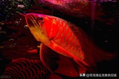 一條龍魚一個月開銷（養(yǎng)龍魚一個月的費用大概是多少？）