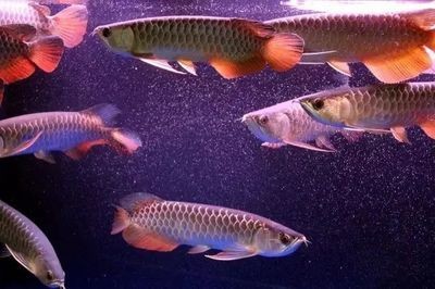 一條龍魚一個月開銷（養(yǎng)龍魚一個月的費用大概是多少？）