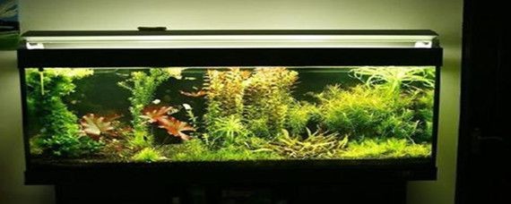 什么樣的魚缸水是正常的:如何測量魚缸水的ph值 魚缸百科 第2張 什么樣的魚缸水是正常的:如何測量魚缸水的ph值 什么樣的魚缸水是正常的:如何測量魚缸水的ph值 魚缸百科 第2張