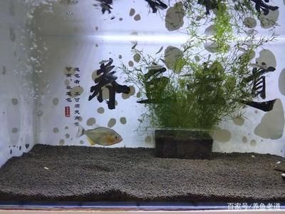 什么樣的魚缸水是正常的:如何測量魚缸水的ph值 魚缸百科 第1張 什么樣的魚缸水是正常的:如何測量魚缸水的ph值 什么樣的魚缸水是正常的:如何測量魚缸水的ph值 魚缸百科 第1張