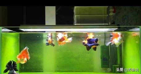 什么樣的魚缸水是正常的:如何測量魚缸水的ph值 魚缸百科 第3張 什么樣的魚缸水是正常的:如何測量魚缸水的ph值 什么樣的魚缸水是正常的:如何測量魚缸水的ph值 魚缸百科 第3張