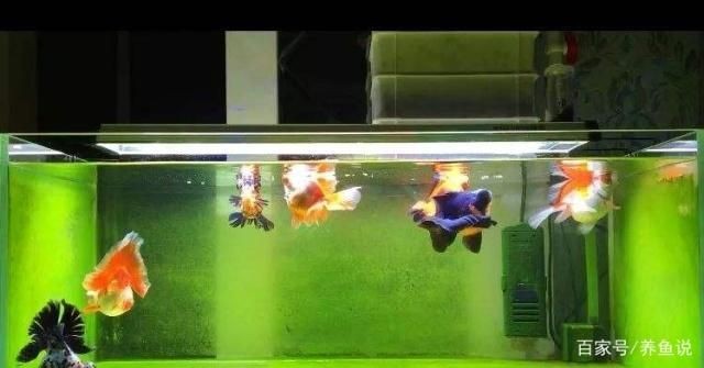 什么樣的魚缸水是正常的:如何測量魚缸水的ph值 魚缸百科 第5張 什么樣的魚缸水是正常的:如何測量魚缸水的ph值 什么樣的魚缸水是正常的:如何測量魚缸水的ph值 魚缸百科 第5張