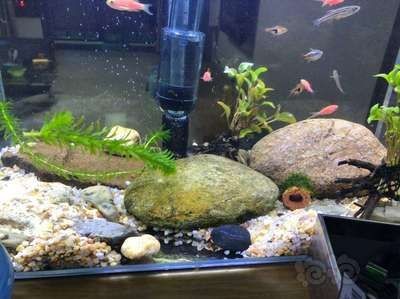 什么樣的魚缸水是正常的:如何測量魚缸水的ph值 魚缸百科 第4張 什么樣的魚缸水是正常的:如何測量魚缸水的ph值 什么樣的魚缸水是正常的:如何測量魚缸水的ph值 魚缸百科 第4張