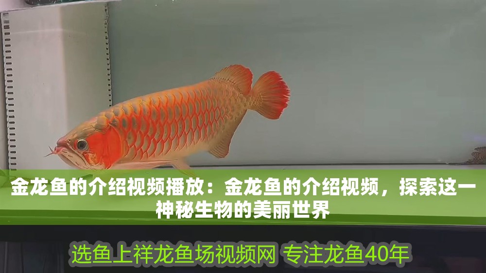 金龍魚的介紹視頻播放：金龍魚的介紹視頻，探索這一神秘生物的美麗世界