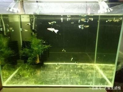 國內一線品牌魚缸