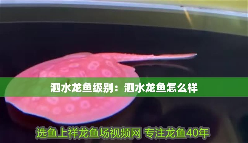 泗水龍魚分等級一覽表