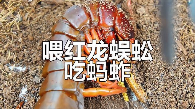 紅龍蜈蚣與黑龍蜈蚣的戰斗結果如何？