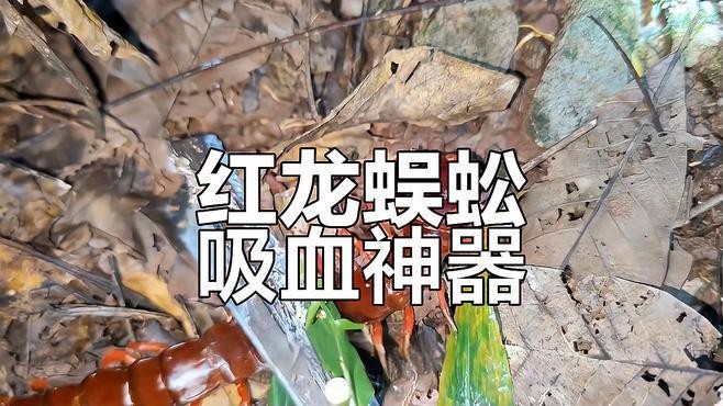 紅龍蜈蚣與黑龍蜈蚣的戰(zhàn)斗結(jié)果如何？