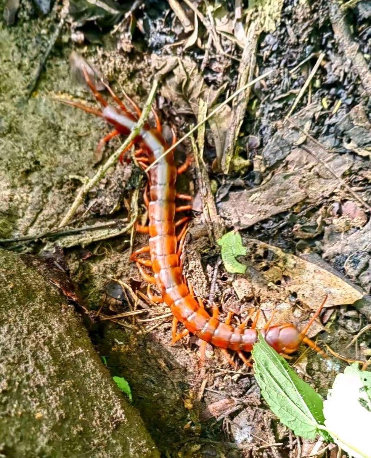 紅龍蜈蚣與黑龍蜈蚣的戰(zhàn)斗結(jié)果如何？