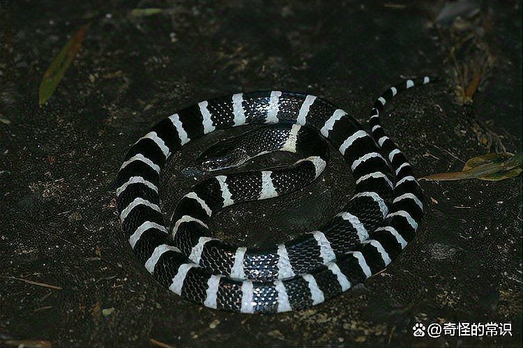 紅龍蜈蚣與黑龍蜈蚣的戰(zhàn)斗結(jié)果如何？