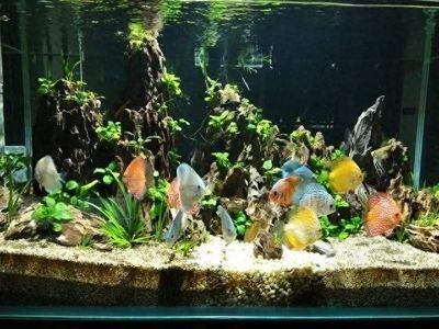 魚缸的區別什么樣的好（魚缸和普通魚缸的區別）