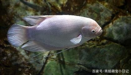 龍魚(yú)可以跟招財(cái)魚(yú)混養(yǎng)么嗎：龍魚(yú)可以跟招財(cái)魚(yú)混養(yǎng)么