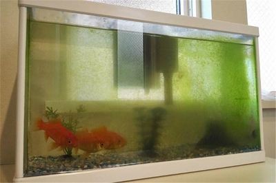 化州哪里有魚缸買（化州市水產品市場）