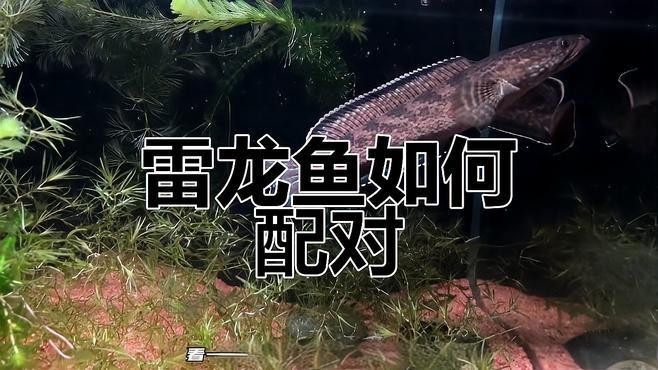 飼養雷龍魚