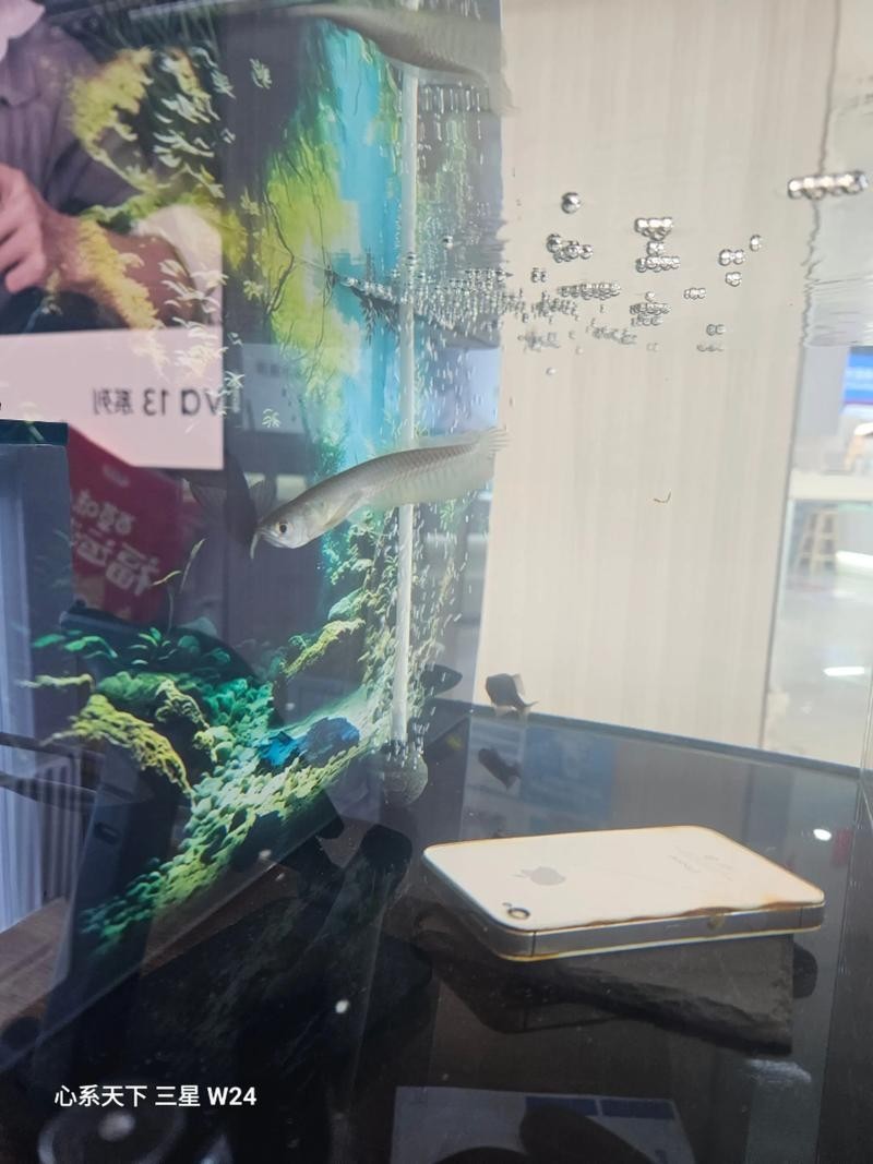 銀龍魚的養殖方法和注意事項視頻教學大全圖片