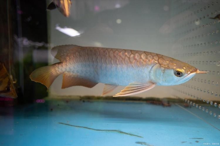銀龍魚的養殖方法和注意事項視頻教學大全圖片