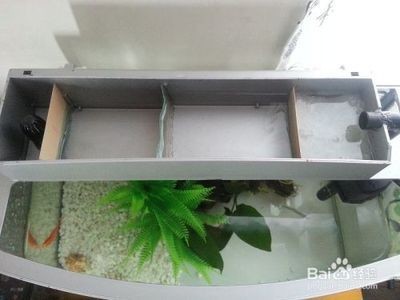 魚缸里不放過濾棉行不行：魚缸里不放過濾棉可以嗎？