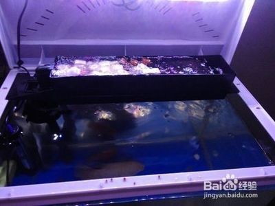 魚缸里不放過濾棉行不行：魚缸里不放過濾棉可以嗎？