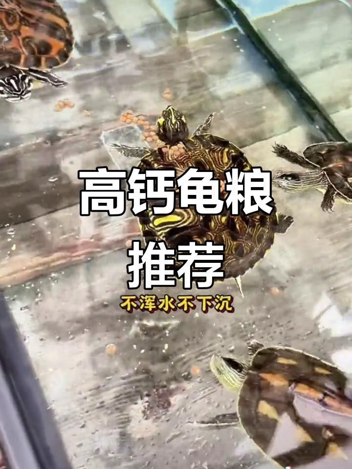 高鈣飼料十大品牌