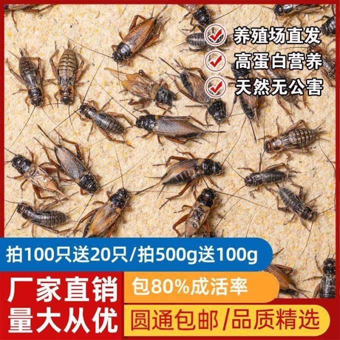 高鈣飼料十大品牌