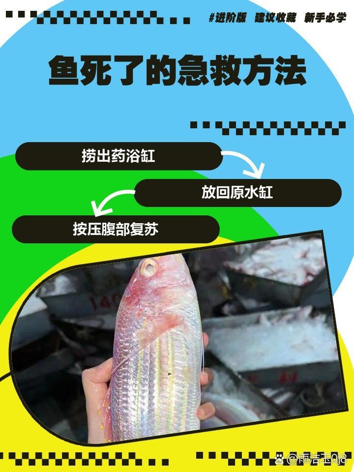 紅龍魚(yú)死亡原因及處理方法