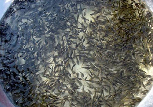 如何正確使用高錳酸鉀治療龍魚鰓蓋爛洞？