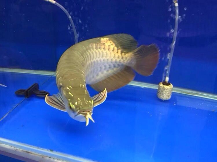 過背金龍魚飼養方法圖解（正確飼養過背金龍魚的方法）