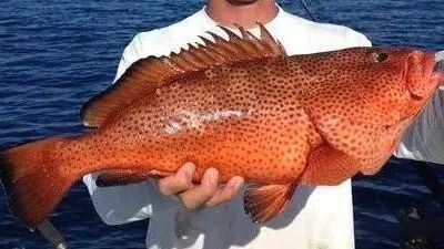 紅斑魚多少錢一斤