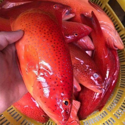 紅斑魚多少錢一斤