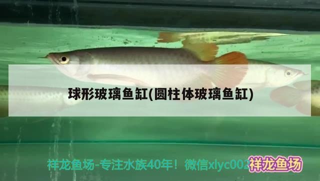 凈月高新技術產業開發區楓林水景魚具店
