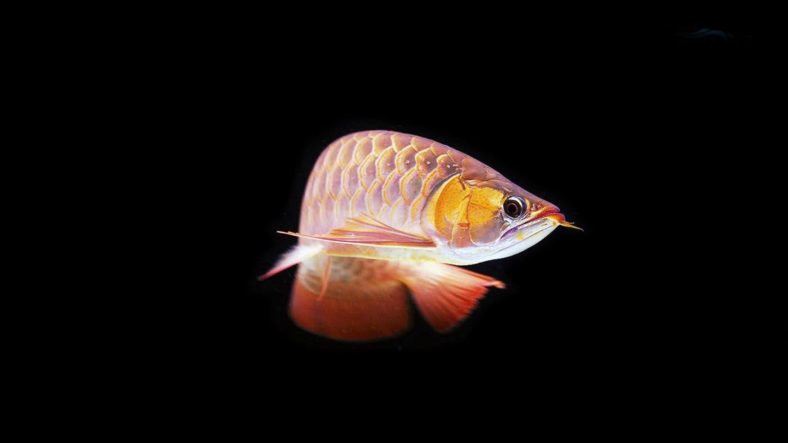 龍魚(yú)為什么不能和清道夫一起養(yǎng)：龍魚(yú)為什么不能和清道夫一起養(yǎng)，需要注意一些問(wèn)題