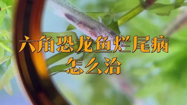 六角龍魚(yú)爛爪子怎么回事