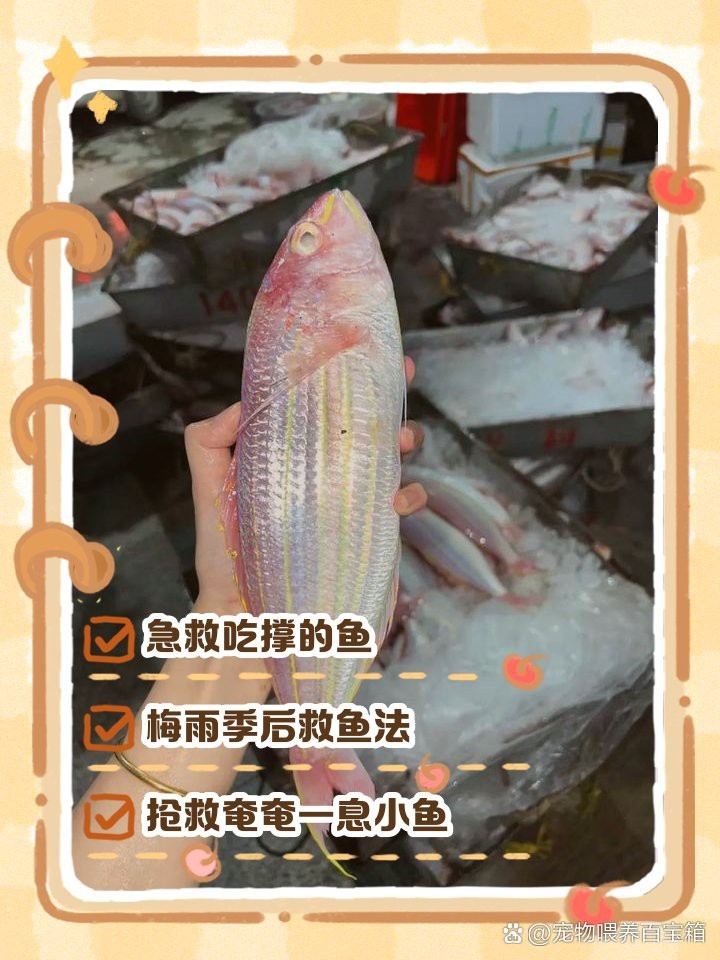 龍魚要死了搶救方法