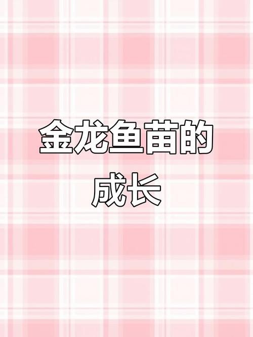 金龍幼苗圖片