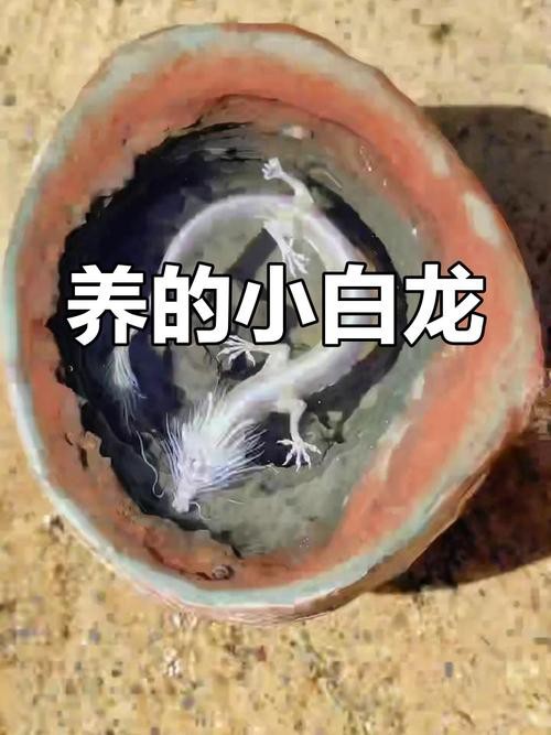 金龍幼苗圖片