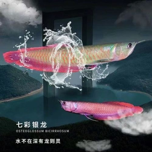 金龍幼苗圖片