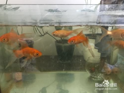 魚缸的水發(fā)綠怎么處理方法（魚缸水發(fā)綠怎么處理）