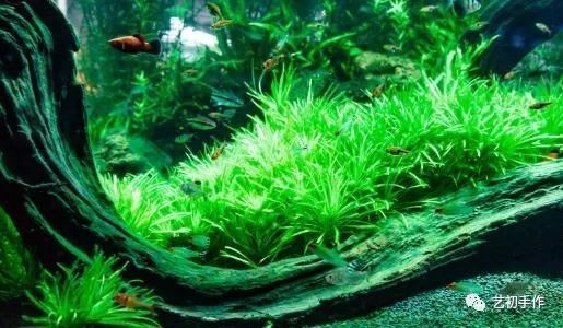 魚缸gh多少合適：不同魚類對gh值要求的差異,如何測量魚缸gh值