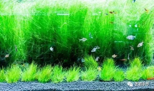 魚缸gh多少合適：不同魚類對gh值要求的差異,如何測量魚缸gh值