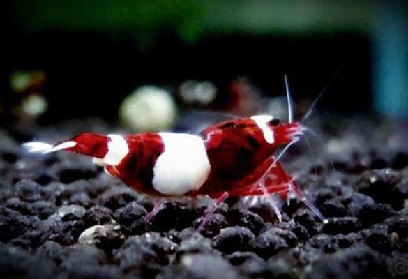 魚缸gh多少合適：不同魚類對gh值要求的差異,如何測量魚缸gh值