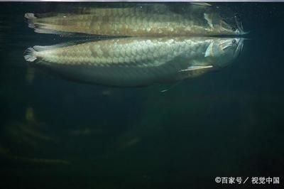 龍魚從魚缸里跳出來：龍魚跳出魚缸可能有多種原因以下措施防止龍魚跳出魚缸